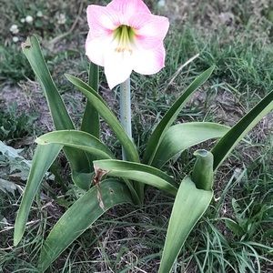 Meet your Posher, Dominic